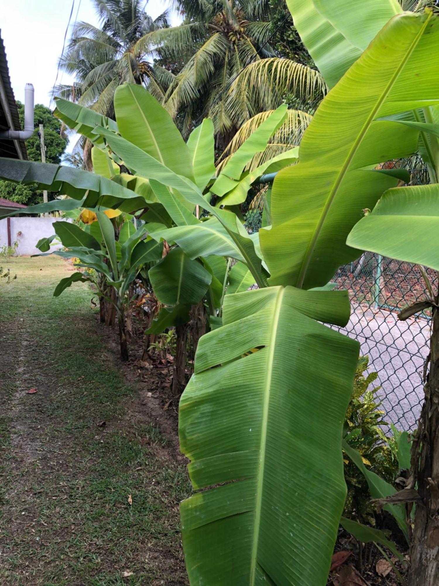 Hcs Bungalows Turtle Bay Rustic Bungalow Au Cap ภายนอก รูปภาพ