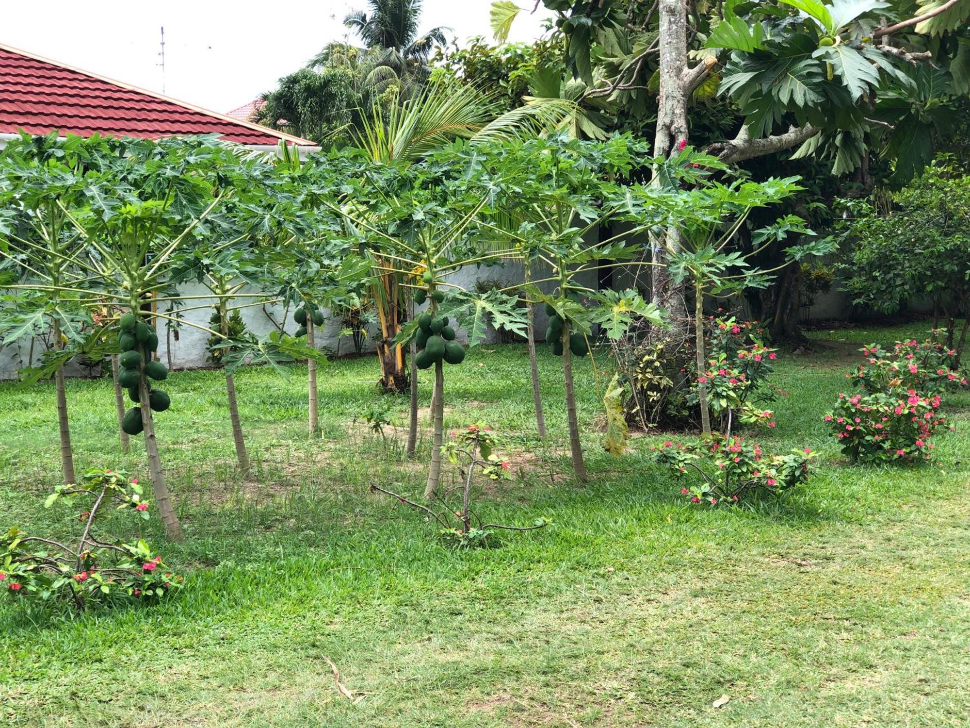 Hcs Bungalows Turtle Bay Rustic Bungalow Au Cap ภายนอก รูปภาพ
