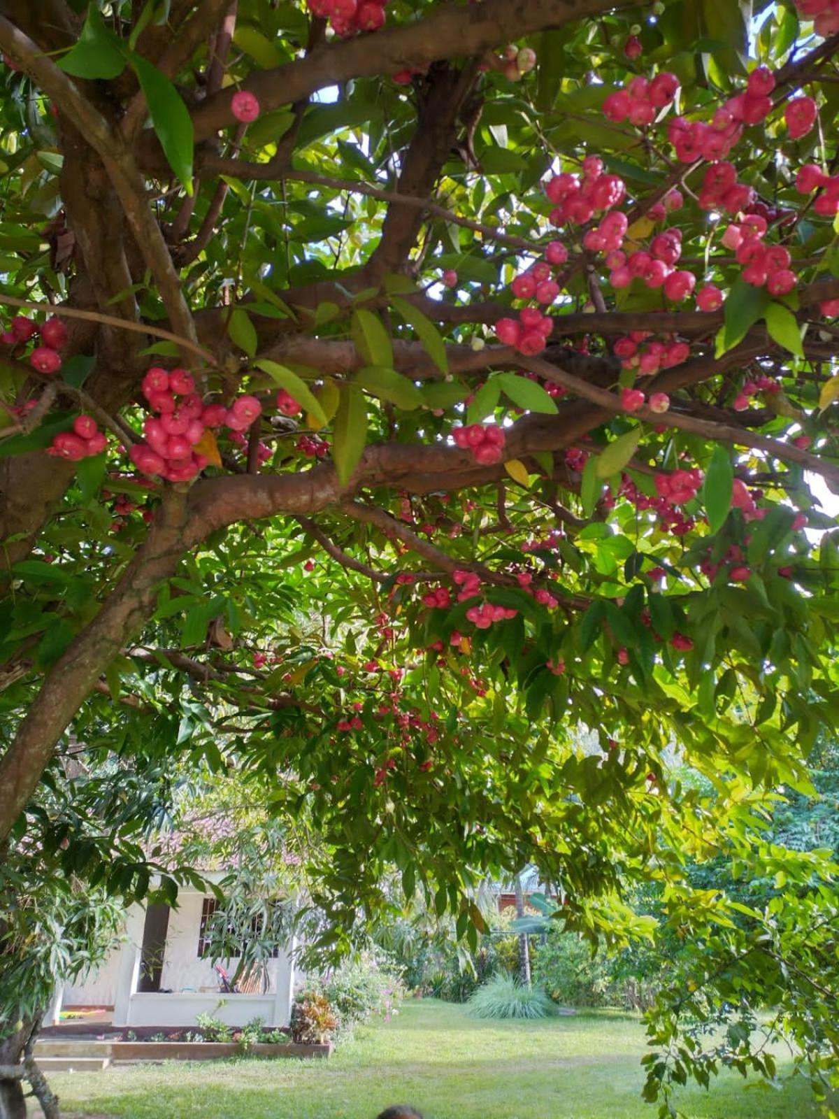 Hcs Bungalows Turtle Bay Rustic Bungalow Au Cap ภายนอก รูปภาพ